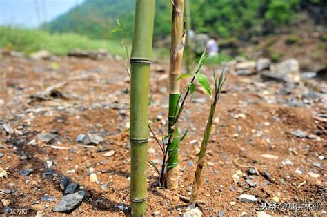 竹子 種植|竹子种植方法和注意事项